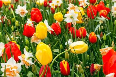 Colorful tulips and daffodils blooming in the gardenの写真素材