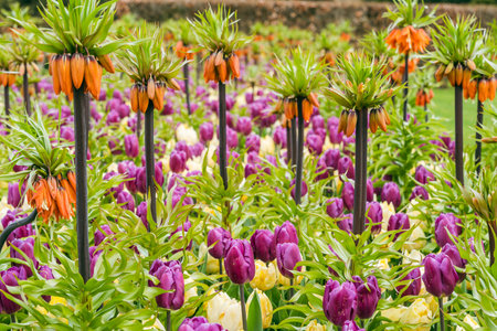 Tulips and fritillaria imperialis in the garden.の写真素材