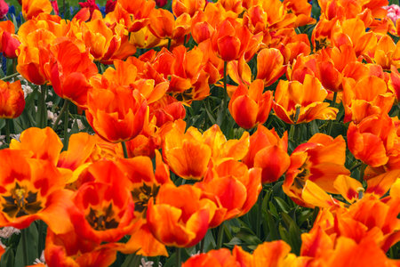 Orange tulips in the Keukenhof park in Netherlands.の写真素材