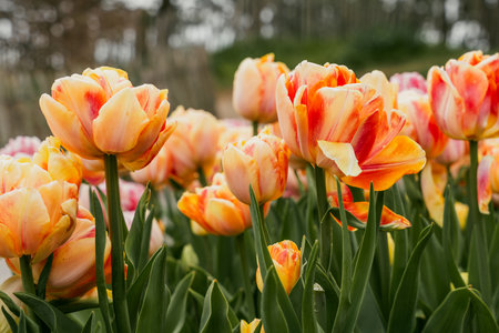Colorful tulip flowers blooming in the garden. Spring nature background.の写真素材