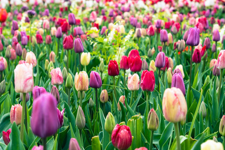 Colorful tulip flowers blooming in the garden. Spring landscape.の写真素材