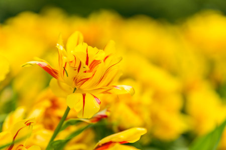 Yellow tulip flower in the garden - selective focus, shallow DOFの写真素材
