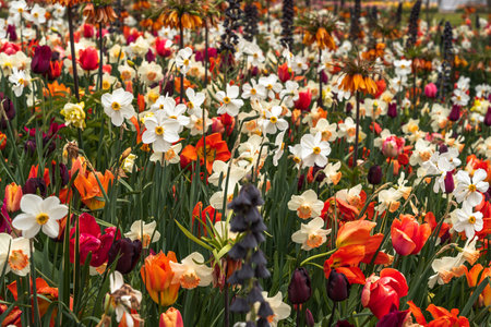 Colorful tulips and daffodils blooming in spring gardenの写真素材