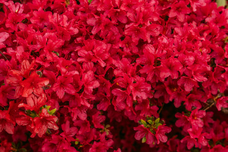 Azalea flowers in the garden. Red azalea flowers backgroundの写真素材
