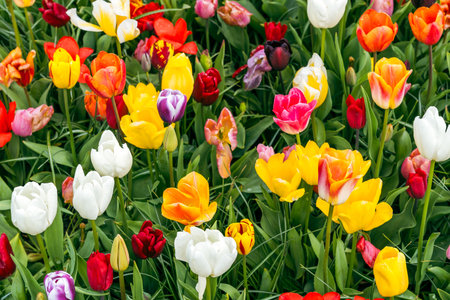 Colorful tulip flowers blooming in the garden, stock photoの写真素材
