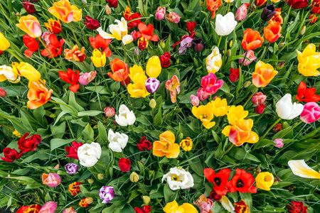 Multicolored tulips in a flowerbed. Spring flowers.の写真素材