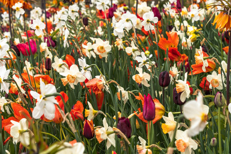 Colorful daffodils and tulips blooming in a spring garden.の写真素材