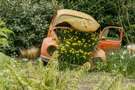 Old rusty car in the garden with yellow daffodils.の写真素材