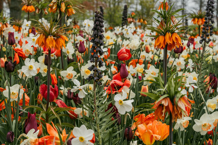 Tulips, daffodils and other spring flowers in a garden.の写真素材
