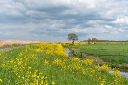 Canal through a sunny meadow in spring under a cloudy skyの写真素材
