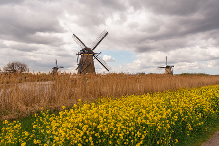 Windmills in Kinderdijk, Netherlands. Kinderdijk is a popular tourist destination in Holland.の写真素材