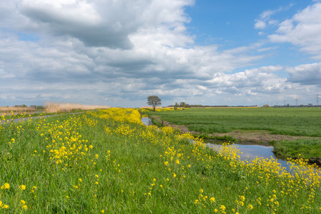 Canal through a sunny meadow in spring with flowering canolaの写真素材