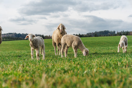 Flock of sheep grazing on a green meadow in springtimeの写真素材