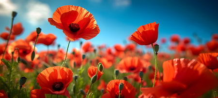 Red poppies on the background of the blue sky with cloudsの素材