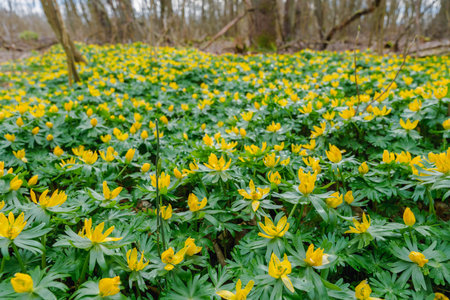 Yellow anemone flowers blooming in spring forest. First spring flowers.の写真素材