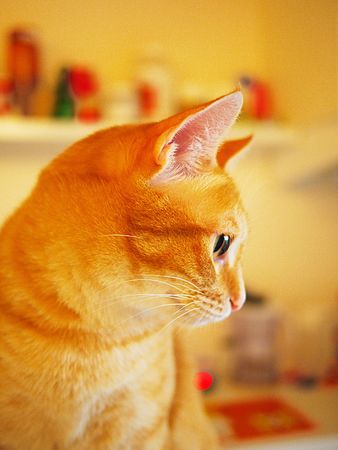 stray cat gazing at something in the kitchenの写真素材