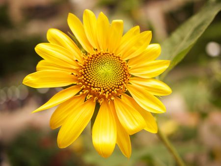 the sunflowerの写真素材