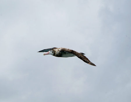 A seabird is flying in the sky.