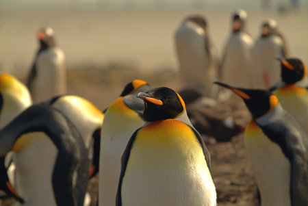 Several king penguins are resting with their eyes closed.の写真素材