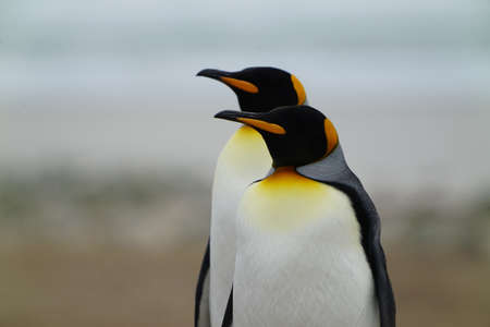 The two king penguins, they look to the left in unison.の写真素材