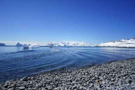 This is summer in Pleneau Island, Antarctic Peninsula. There are penguins, whales, icebergs, ice floes, glaciers, oceans, radioactive clouds and sunlight.の写真素材