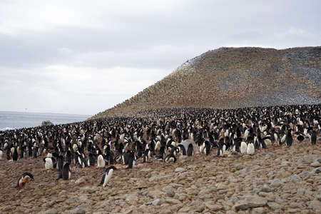 At Penguin Island in Antarctica, you can see natural landscapes such as stones, ice floes, icebergs, snow, sea and a large number of penguins. This is a great place for outdoor travel in summer.の写真素材