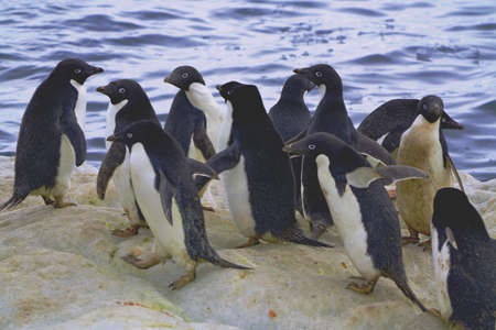 At Penguin Island in Antarctica, you can see natural landscapes such as stones, ice floes, icebergs, snow, sea and a large number of penguins. This is a great place for outdoor travel in summer.の写真素材