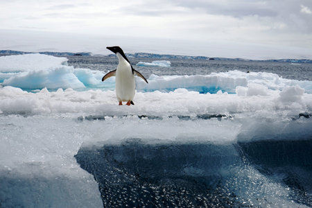 At Penguin Island in Antarctica, you can see natural landscapes such as stones, ice floes, icebergs, snow, sea and a large number of penguins. This is a great place for outdoor travel in summer.の写真素材