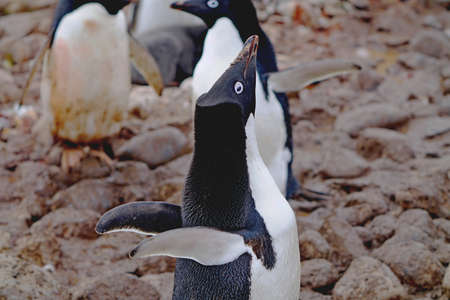 At Penguin Island in Antarctica, you can see natural landscapes such as stones, ice floes, icebergs, snow, sea and a large number of penguins. This is a great place for outdoor travel in summer.の写真素材