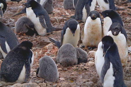 At Penguin Island in Antarctica, you can see natural landscapes such as stones, ice floes, icebergs, snow, sea and a large number of penguins. This is a great place for outdoor travel in summer.の写真素材