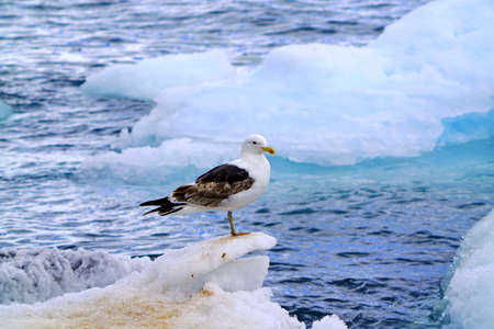 At Penguin Island in Antarctica, you can see natural landscapes such as stones, ice floes, icebergs, snow, sea and a large number of penguins. This is a great place for outdoor travel in summer.の写真素材