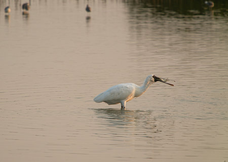 This is a wetland inhabited by some resident birds or winter migratory birds including Black-faced spoonbills, Grey Egrets Chinese Egrets black-winged stilts, Sandpipers, ducks, cormorants and so on.の写真素材