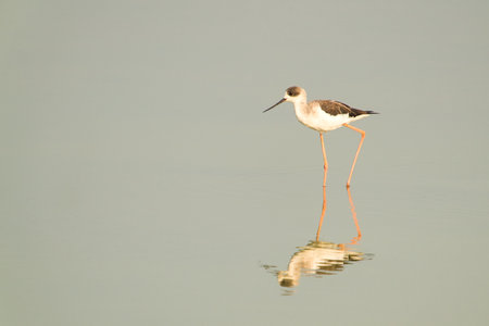 This is a wetland inhabited by some resident birds or winter migratory birds including Black-faced spoonbills, Grey Egrets Chinese Egrets black-winged stilts, Sandpipers, ducks, cormorants and so on.の写真素材