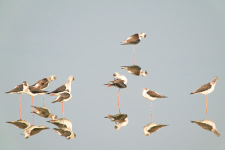 This is a wetland inhabited by some resident birds or winter migratory birds including Black-faced spoonbills, Grey Egrets Chinese Egrets black-winged stilts, Sandpipers, ducks, cormorants and so on.の写真素材