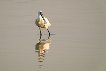This is a wetland inhabited by some resident birds or winter migratory birds including Black-faced spoonbills, Grey Egrets Chinese Egrets black-winged stilts, Sandpipers, ducks, cormorants and so on.の写真素材