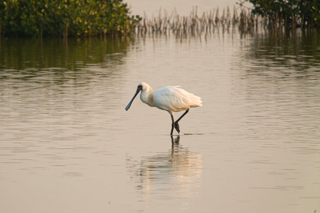This is a wetland inhabited by some resident birds or winter migratory birds including Black-faced spoonbills, Grey Egrets Chinese Egrets black-winged stilts, Sandpipers, ducks, cormorants and so on.の写真素材