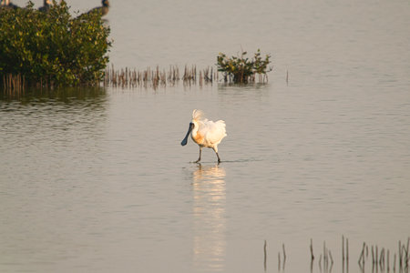 This is a wetland inhabited by some resident birds or winter migratory birds including Black-faced spoonbills, Grey Egrets Chinese Egrets black-winged stilts, Sandpipers, ducks, cormorants and so on.の写真素材