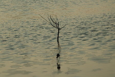 This is a wetland inhabited by some resident birds or winter migratory birds including Black-faced spoonbills, Grey Egrets Chinese Egrets black-winged stilts, Sandpipers, ducks, cormorants and so on.の写真素材