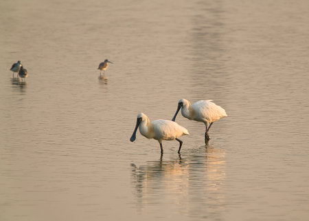 This is a wetland inhabited by some resident birds or winter migratory birds including Black-faced spoonbills, Grey Egrets Chinese Egrets black-winged stilts, Sandpipers, ducks, cormorants and so on.の写真素材