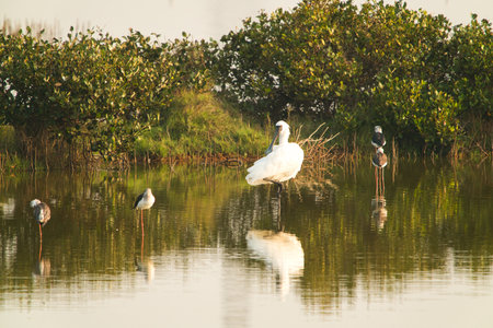This is a wetland inhabited by some resident birds or winter migratory birds including Black-faced spoonbills, Grey Egrets Chinese Egrets black-winged stilts, Sandpipers, ducks, cormorants and so on.の写真素材