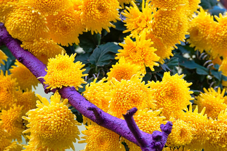 Some big yellow chrysanthemums. Green leaves in the background. Chrysanthemum exhibition at Shilin Official Residence, Taipei, Taiwan. 2020 Dec.の写真素材