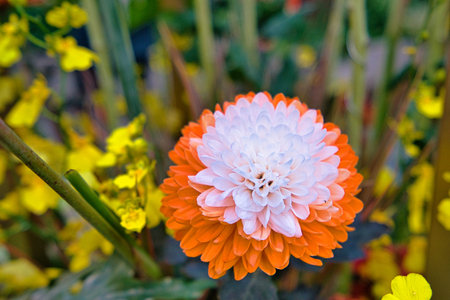 The chrysanthemum has both white and orange petals. Chrysanthemum exhibition at Shilin Official...