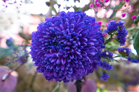 A big chrysanthemum is purple. Chrysanthemum exhibition at Shilin Official Residence, Taipei, Taiwan. 2020 Dec.の写真素材