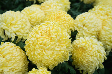 Some pale yellow big ping pong chrysanthemums. Chrysanthemum exhibition at Shilin Official Residence, Taipei, Taiwan. 2020 Dec.の写真素材