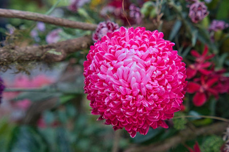 Big pink ping pong chrysanthemum. It looks spherical. Chrysanthemum exhibition at Shilin Official Residence, Taipei, Taiwan. 2020 Dec.の写真素材