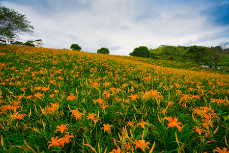 Wild Orange Daylily flowers bloom all over the mountains and fields, Taiwan. Fulvous day-lily, Orange day-lily, Day Lily, Lily, Tawny Daylily.の写真素材