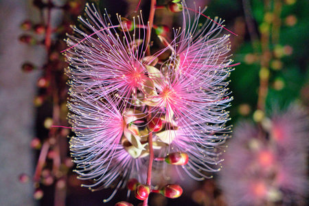 Barringtonia racemosa or powder puff tree flower at night in Yilan, Taiwan. Strings of flowers hang...