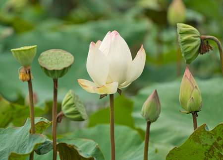 Straight white lotus flowers, buds, and lotus seeds. Photographed in Taiwan. East Indian lotus, Oriental lotus, Sacred lotus, Chinese Arrowroot, Padma. Guantian District, Tainan City, Taiwan.の写真素材
