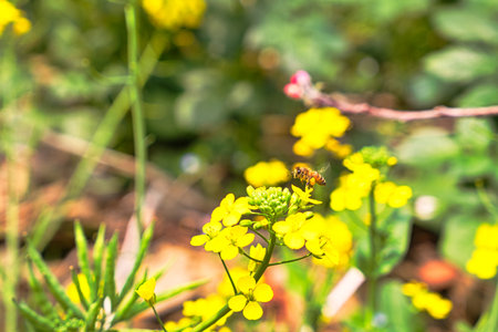 A Bee on yellow flowers of wild Rocket (Sisymbrium loeselii). flowering meadow. The yellow flowers of wild Small tumbleweed mustard. A field yard.の写真素材