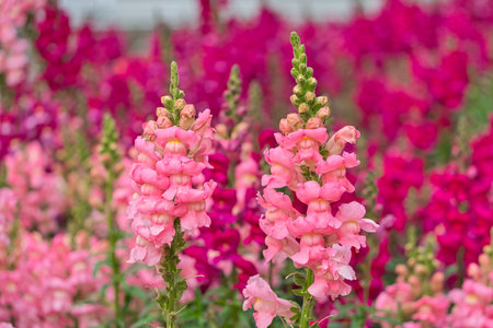 Pink antirrhinum or dragon flowers or snapdragons in the outdoors. Pink flowers. Antirrhinum'Pretty in Pink' is a fantastic new perennial snapdragon.の写真素材